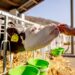 El impacto invisible de la atención veterinaria: Encuesta global a veterinarios genera una nueva perspectiva en salud animal.