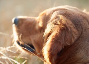 La vacunación, una aliada para prevenir enfermedades y muerte prematura en tus mascotas