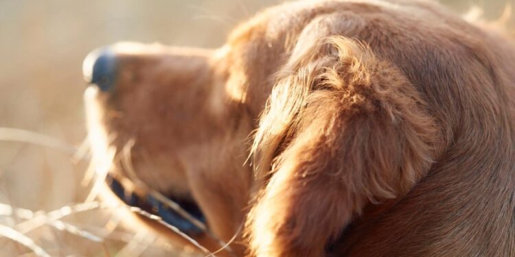 La vacunación, una aliada para prevenir enfermedades y muerte prematura en tus mascotas