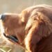 La vacunación, una aliada para prevenir enfermedades y muerte prematura en tus mascotas