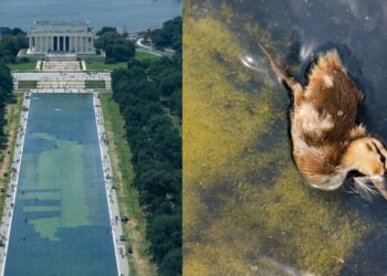 Trump amenaza con mandar 10 años a prisión a quienes vandalicen el estanque del Monumento a Lincoln