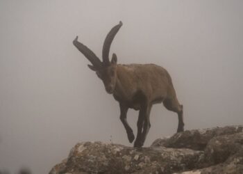 Reproducen tres crías de cabras montesas a partir de animales muertos con nuevas técnicas de fecundación in vitro