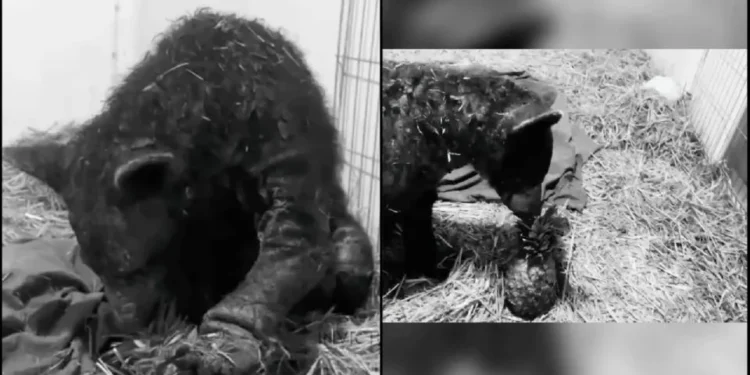 Muere la osa «Mina» nueve meses después de haber sido rescatada por fundación de Hidalgo