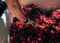 ¡Llegaron las Cerezas de Verano! Mayor volumen, mejor calidad y sabor excepcional