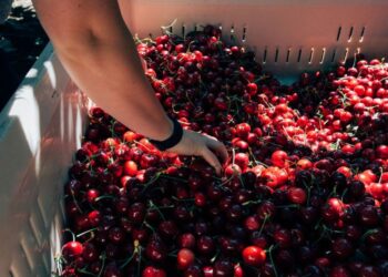 ¡Llegaron las Cerezas de Verano! Mayor volumen, mejor calidad y sabor excepcional