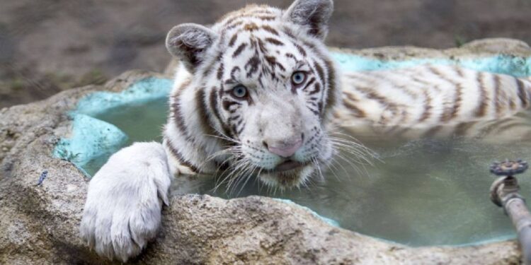 El tigre de Bengala Kenzo murió por broncoaspiración de sangre tras disparo, revela necropsia