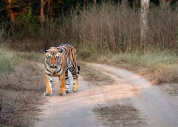 Nepal incrementa 21% su población de tigres y alcanza 429 ejemplares en parques nacionales