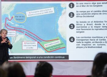 Gobierno de Sheinbaum destina 2 mil millones de pesos para combatir el sargazo en el Caribe