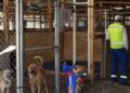 Fundación Haghenbeck denuncia a funcionarios de la CDMX por presuntas omisiones en casos de crueldad animal