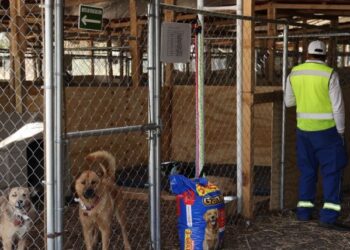 Fundación Haghenbeck denuncia a funcionarios de la CDMX por presuntas omisiones en casos de crueldad animal