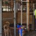 Fundación Haghenbeck denuncia a funcionarios de la CDMX por presuntas omisiones en casos de crueldad animal