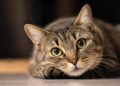 Día Internacional del Gato: una fecha para celebrar a los felinos y promover su bienestar