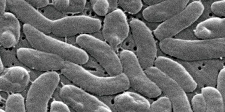 Alertan por la presencia de una bacteria carnívora en costas de Louisiana; aumentan los casos