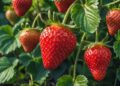 EU señala dumping en las fresas mexicanas; México rechaza la resolución preliminar
