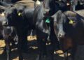 Únicamente las Californias quedan libres de la plaga del gusano barrenador