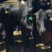Únicamente las Californias quedan libres de la plaga del gusano barrenador