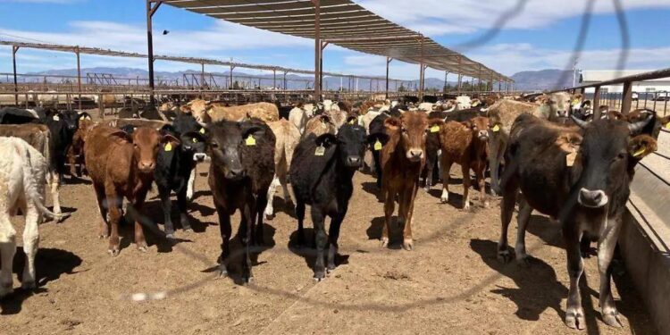 Cierre de frontera a ganado en pie impulsó, sin querer, a la industria cárnica mexicana