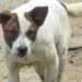 Indignación en Tlatelolco por la muerte de un perro al caer desde el piso 11 de un edificio