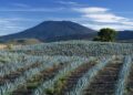 La industria tequilera puede impulsar su propia transición energética con ahorro de hasta 40%: Biointra