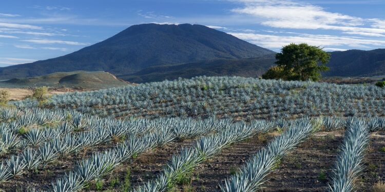 La industria tequilera puede impulsar su propia transición energética con ahorro de hasta 40%: Biointra