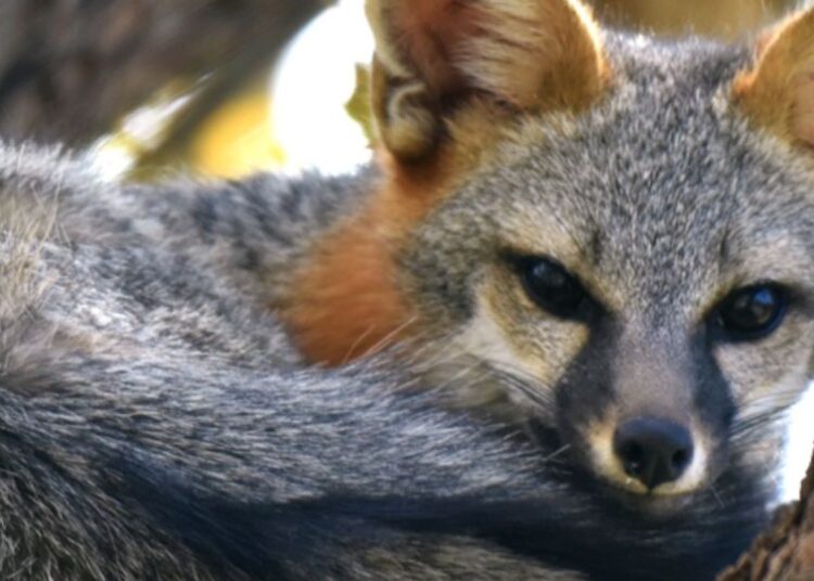 Detectan rabia en una zorra gris en Cancún y la someten a eutanasia; buscan a quienes tuvieron contacto con el ejemplar