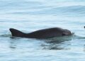 Reestructuran hábitat de la vaquita marina: Semarnat reduce 86% el polígono de prohibición