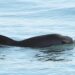 Reestructuran hábitat de la vaquita marina: Semarnat reduce 86% el polígono de prohibición