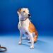 Pawternity, una plataforma que conecta mascotas en adopción con nuevas familias